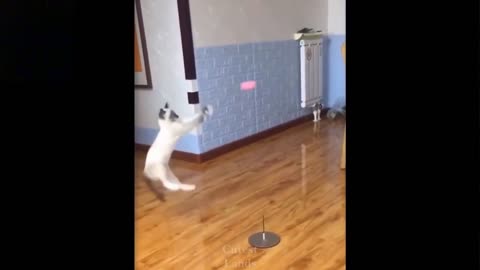 Funny Animals-Cat play with toy