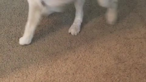 Slow motion dog catches tail falls over but does not let go