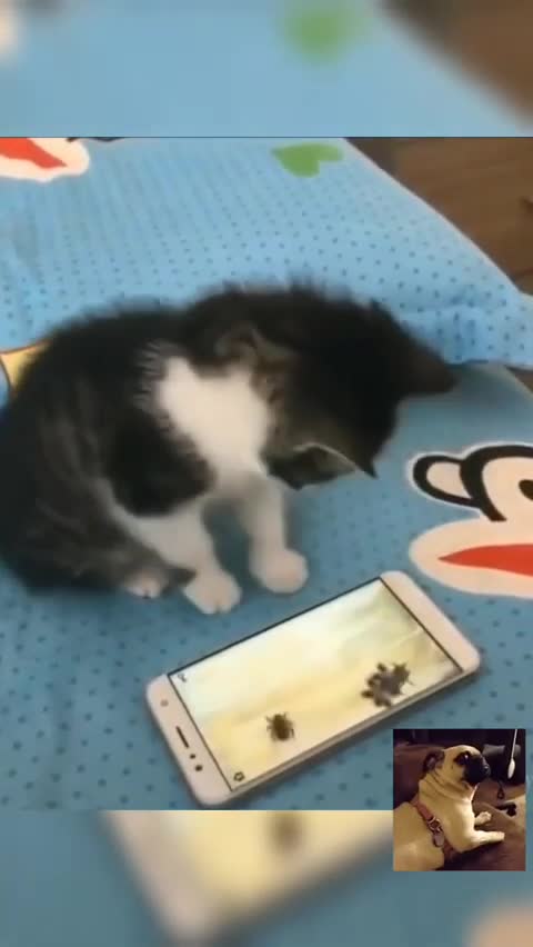 Animals Funny Videos Try not to laugh challengE 💗 #shorts