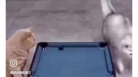 Cat pool