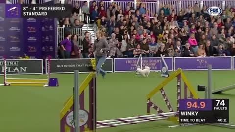 2019 WKC Masters Agility Championship