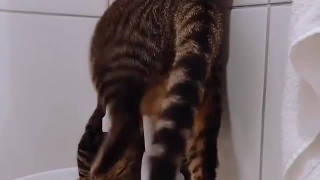 a smart cat washes his face