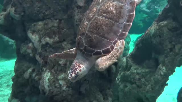 Turtle, what are you looking for?