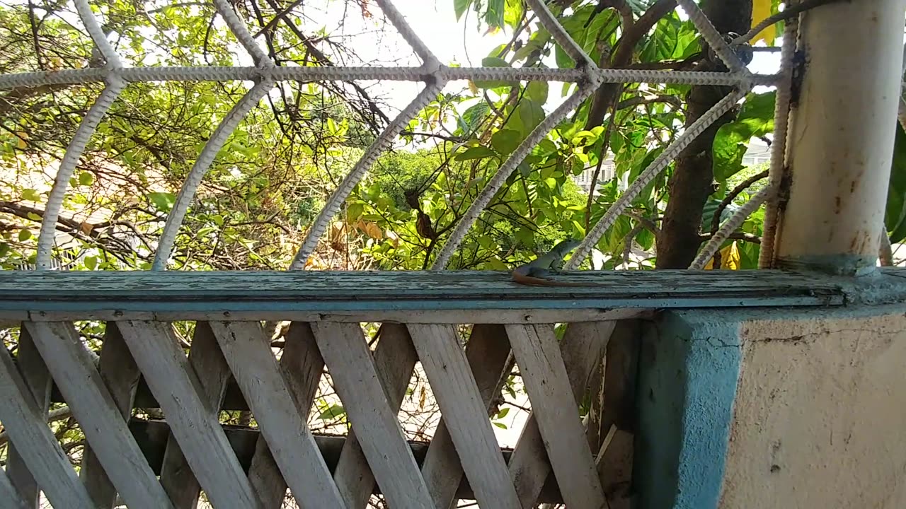 How to watch a Green Lizard