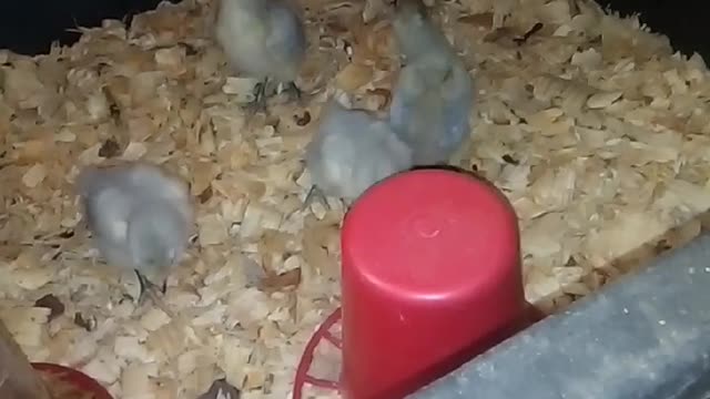 Chicks in a brooder Part 12