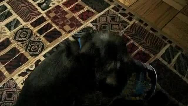 Terrance the Dachshund getting into a peanut can!