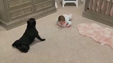 Funny animals