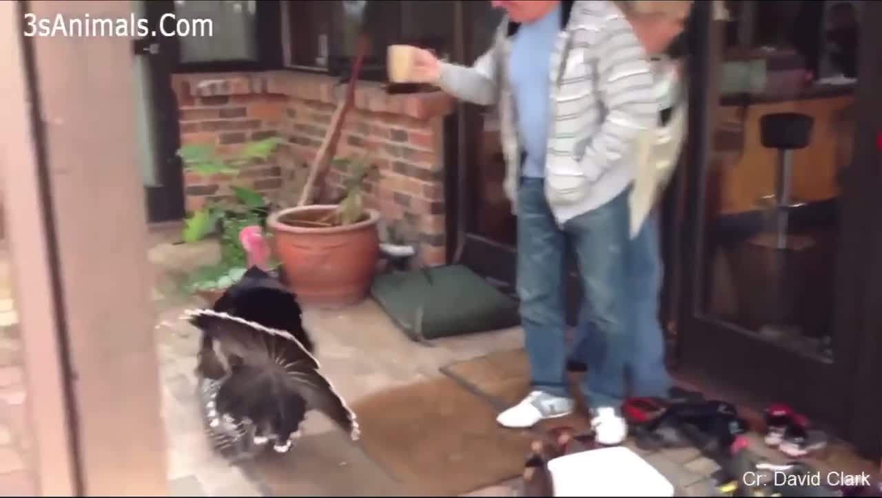 Humans vs animals funny video