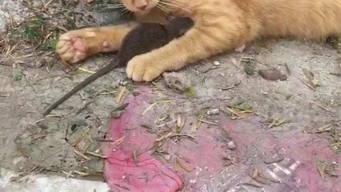 Cat vs rat