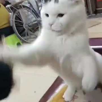 I'm a kung fu cat