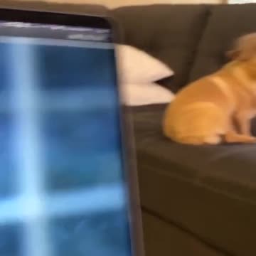 WHO DO YOU THINK THIS PUPPY LOOK LIKE just for fun.mp4