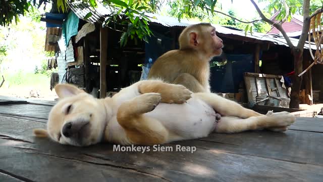 Cute puppy and little monkey grooming puppy to sleep