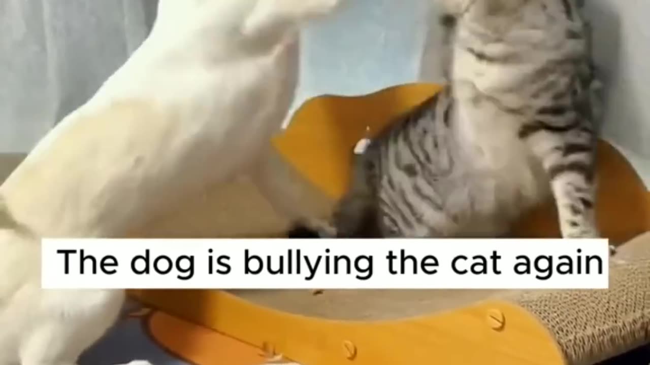 FUNNY CATS and DOGS, PARROTS 🐱🐶🦜 New Funniest Animals Videos 2023 😂