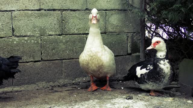 Video Of Ducks 1M #usa #uk #swdeen #australia