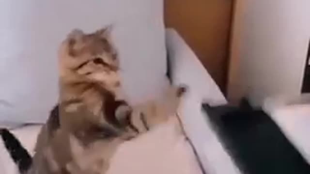Funny cat video
