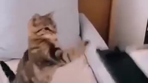 Funny cat video