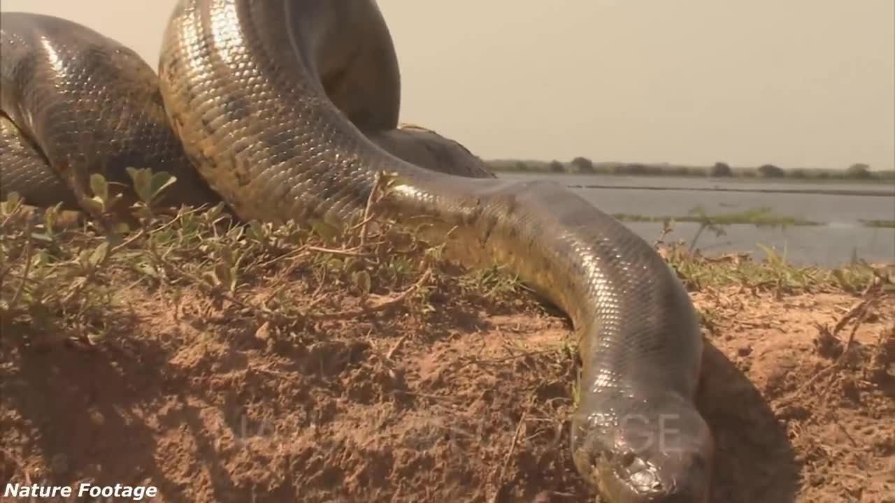 SE NÃO FOSSE FILMADO NINGUÉM ACREDITARIA 6