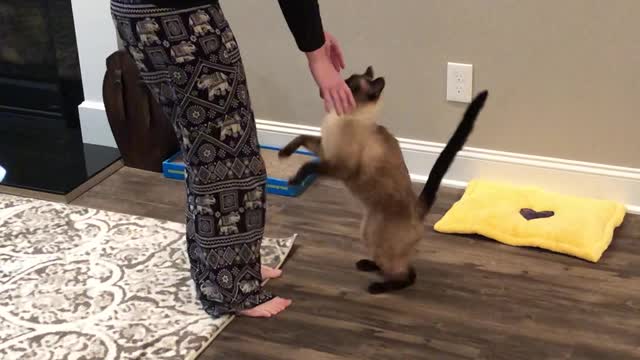 Kitty Yoga