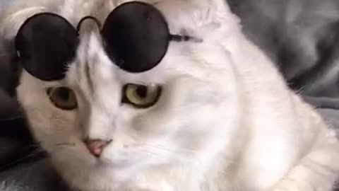 cute cat with sun glasses