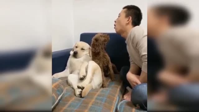 Funny pictures 🐕 dog video