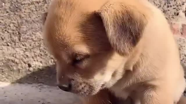 Cutest baby dog, Satisying 😹 Funny Animals videos