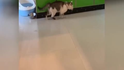 funny cat runs on the spot