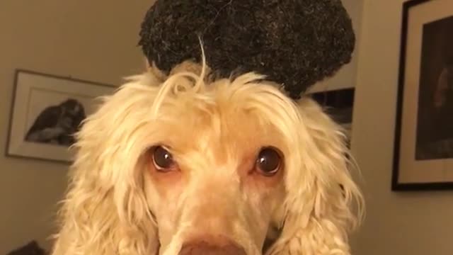 White dog balances and catches green toy on head on white bed