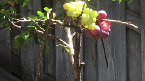 Red Whiskered Bulbul eating Grapes