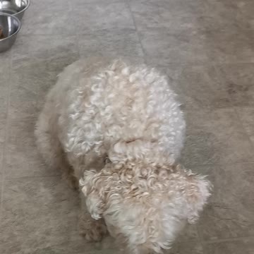 Buddy dog doing a tricks