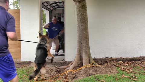 Step by Step Video on How to make your Dog into a Guard Dog