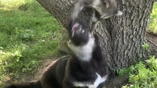 Baby Animal Pals Play Together in Tree