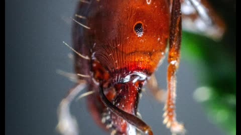Ant Life