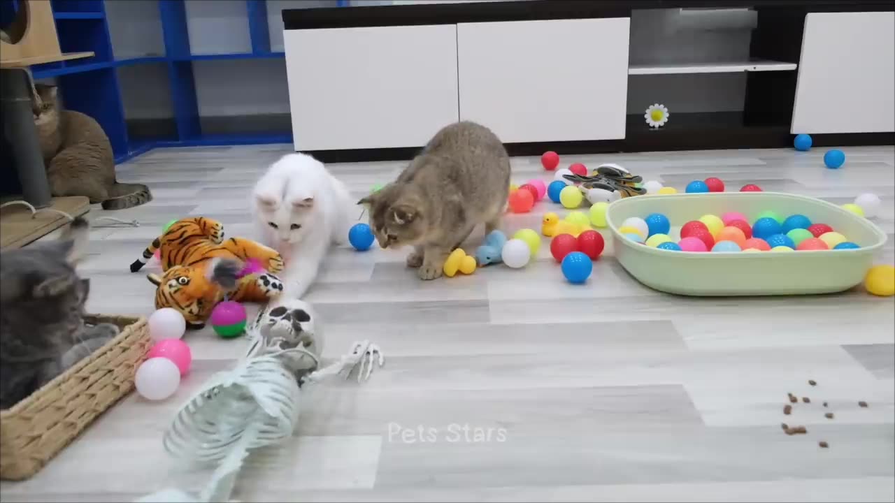Funny 🐱and 🐕
