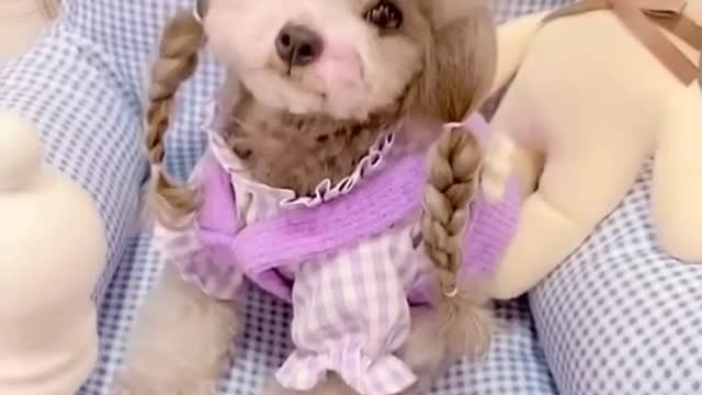 Cutest dogs tiktok
