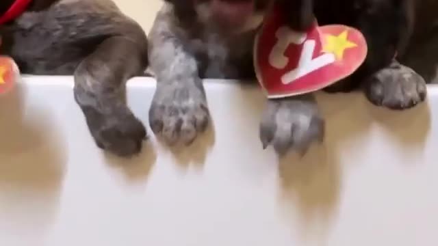 Have you seen the new razor toothed beanie baby?