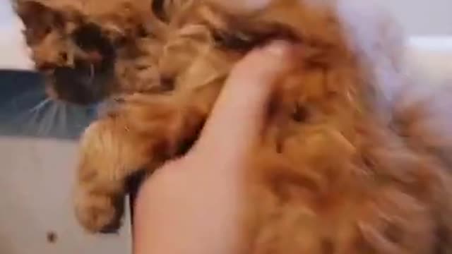 Cute Cat | Cute Pets Funny Animals Compilation #shorts