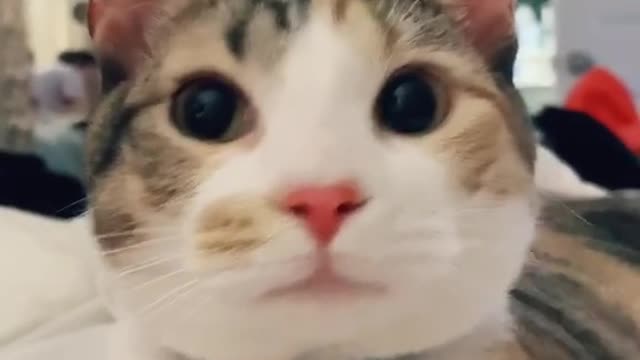 An adorable cute cat