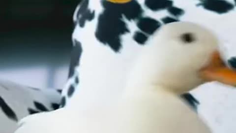 Funny videos #duck#funny