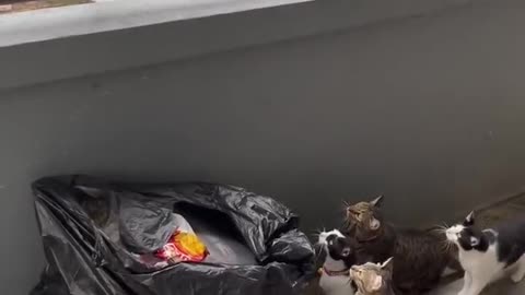 Cats Bothered by Bird on Balcony