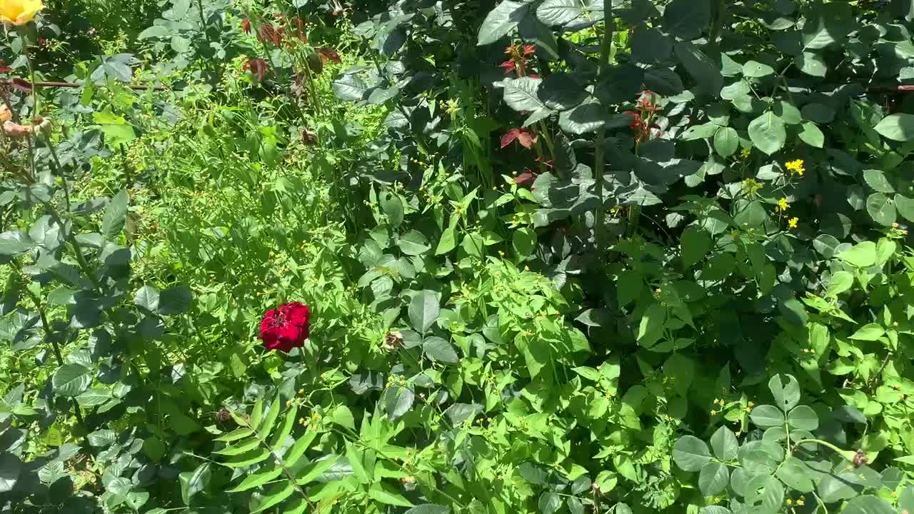 Beautiful flowers and grass, a gift from nature