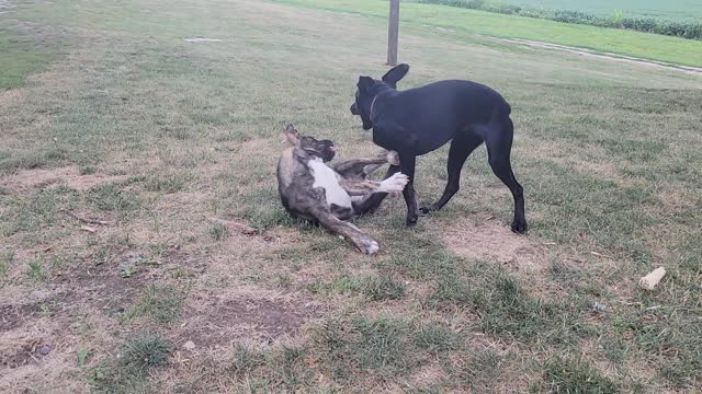 Puppies playing Hicksville style