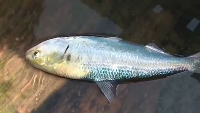 Live Hilsa fish Catching