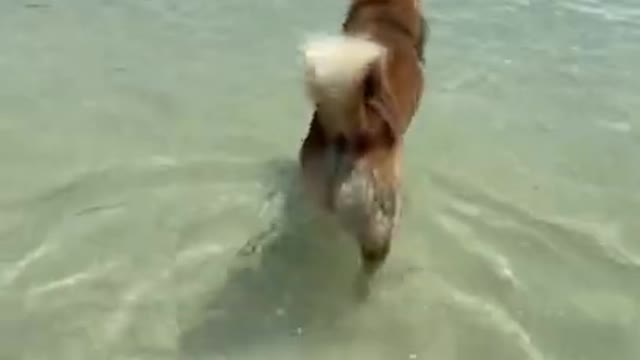 Cute Dog playing in sea waooo