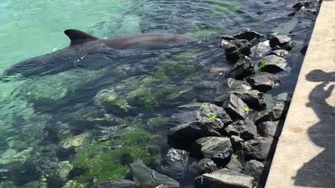 Seaweed Pass of Baby Dolphin