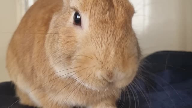 rabbit eating crunchy carrot