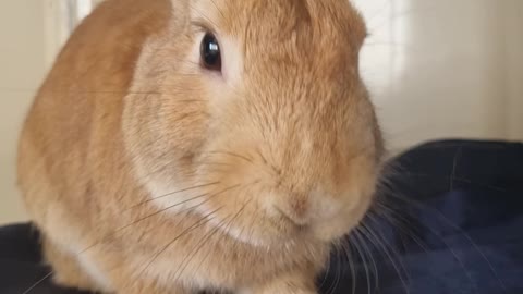 rabbit eating crunchy carrot