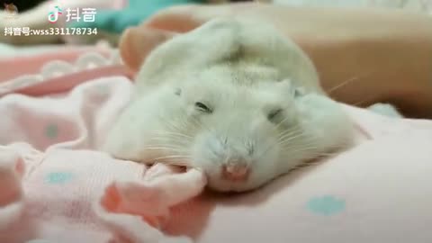 Funny hamster baby