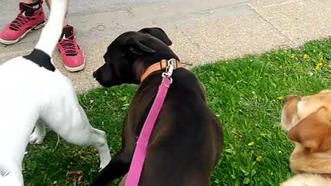 Happy Dog Days at End the Lockdown Rally, 30,000+ Protestors March on Queens Park Toronto, May 15