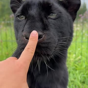 Panther unlocked😁