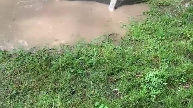 Does water make dogs very happy?